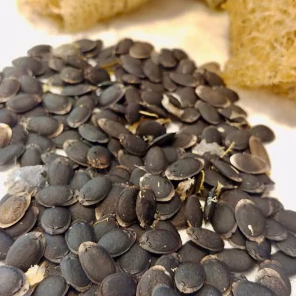 image of CodeSeed Farms luffa gourd seeds
