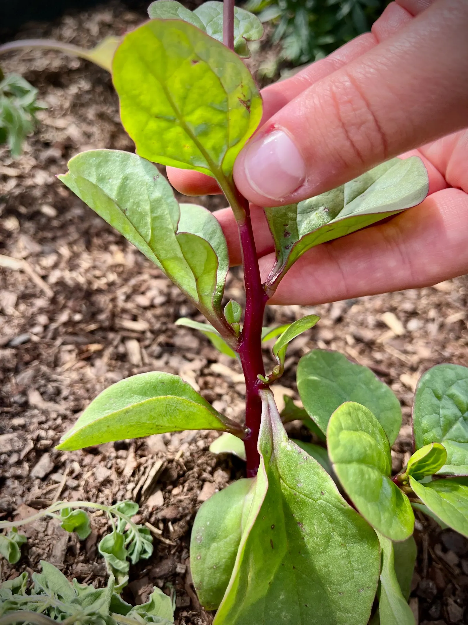 image of CodeSeed Farms red spinach